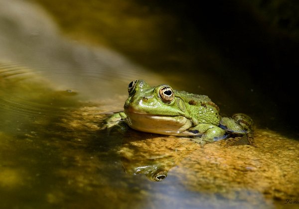 Froschperspektive